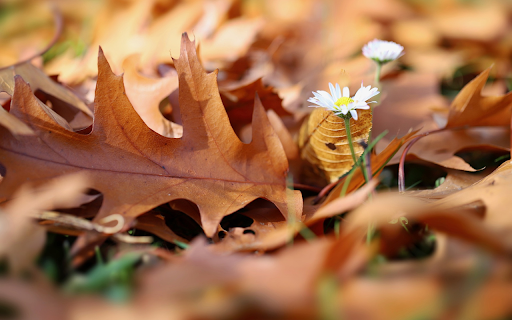Flowers stretch themselves  from Chrome web store to be run with OffiDocs Chromium online