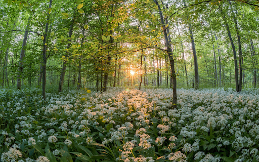 Flowers under the shade of trees  from Chrome web store to be run with OffiDocs Chromium online