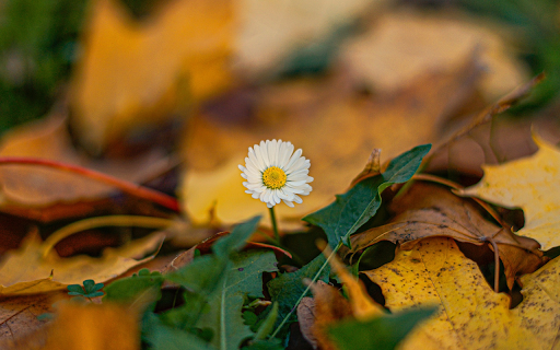 Flowers welcome autumn  from Chrome web store to be run with OffiDocs Chromium online