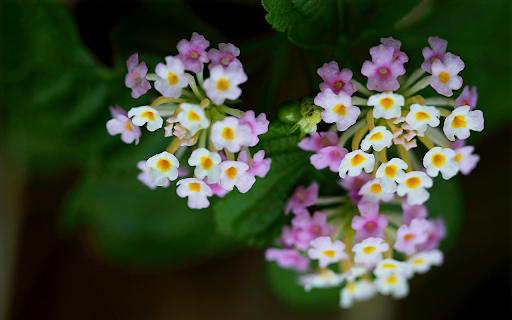 Flower Symphony  from Chrome web store to be run with OffiDocs Chromium online
