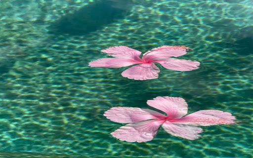 Flower wallpaper floating on water  from Chrome web store to be run with OffiDocs Chromium online