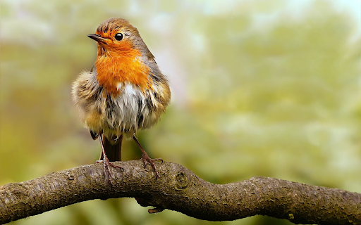 Fluffy bird  from Chrome web store to be run with OffiDocs Chromium online