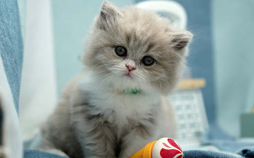 Fluffy Kitten  from Chrome web store to be run with OffiDocs Chromium online
