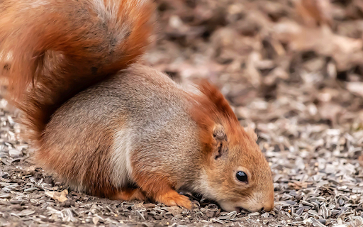 Fluffy red squirrel  from Chrome web store to be run with OffiDocs Chromium online