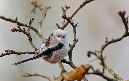 Fluffy Songbird Perch  from Chrome web store to be run with OffiDocs Chromium online