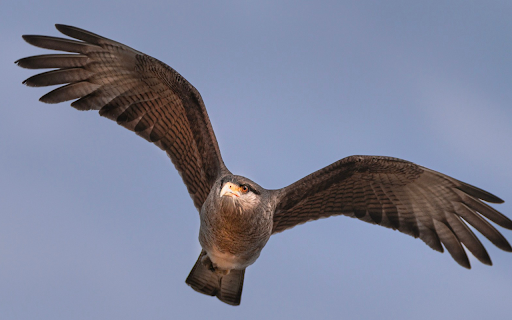 Flying eagle  from Chrome web store to be run with OffiDocs Chromium online