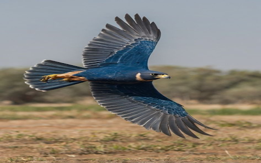 Flying Eagle Wallpaper  from Chrome web store to be run with OffiDocs Chromium online