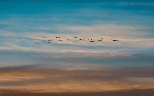 flying sparrows wallpaper  from Chrome web store to be run with OffiDocs Chromium online