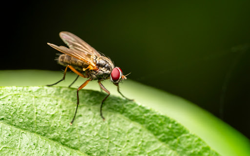 FLY THEME  from Chrome web store to be run with OffiDocs Chromium online