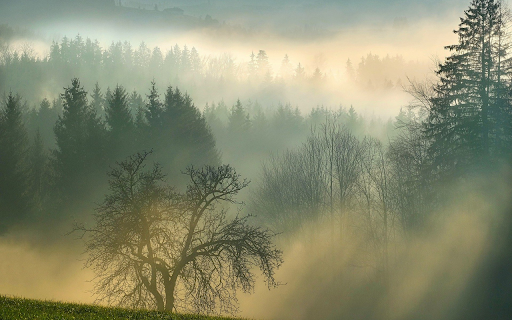 Foggy forest  from Chrome web store to be run with OffiDocs Chromium online