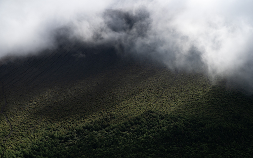 Foggy green forest  from Chrome web store to be run with OffiDocs Chromium online