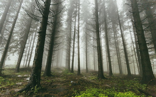 Fog in the pine forest  from Chrome web store to be run with OffiDocs Chromium online