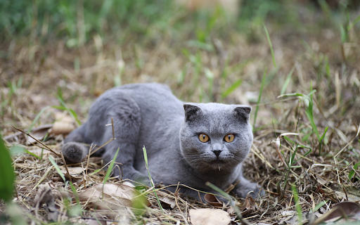Fold eared gray cat  from Chrome web store to be run with OffiDocs Chromium online