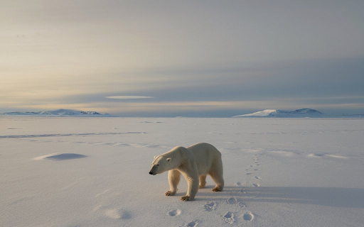 Footprints in the snow  from Chrome web store to be run with OffiDocs Chromium online