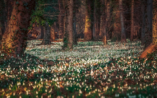 Forest and Flowers  from Chrome web store to be run with OffiDocs Chromium online