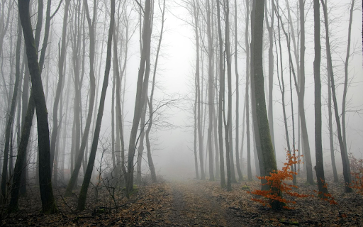 Forest and Fog  from Chrome web store to be run with OffiDocs Chromium online