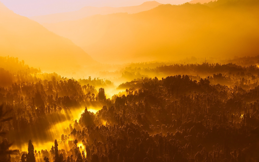 Forest at dawn  from Chrome web store to be run with OffiDocs Chromium online