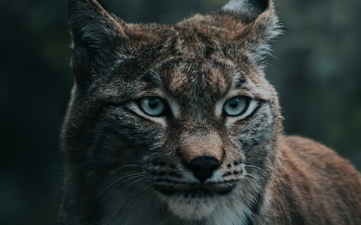 FOREST CAT THEME  from Chrome web store to be run with OffiDocs Chromium online