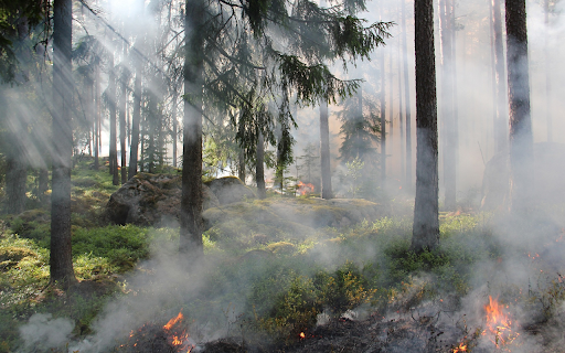 Forest fires  from Chrome web store to be run with OffiDocs Chromium online