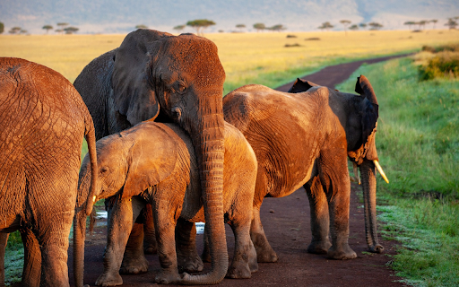 Forest herd  from Chrome web store to be run with OffiDocs Chromium online