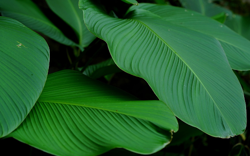 Forest leaves  from Chrome web store to be run with OffiDocs Chromium online