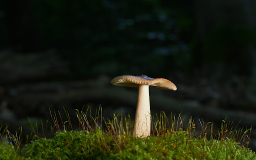 Forest mushroom  from Chrome web store to be run with OffiDocs Chromium online