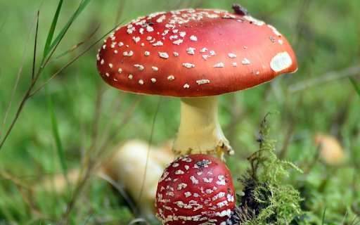 Forest mushrooms  from Chrome web store to be run with OffiDocs Chromium online