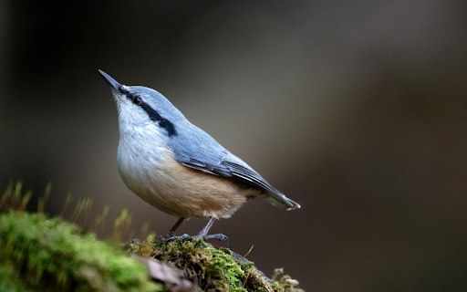 Forest Nuthatch on Moss  from Chrome web store to be run with OffiDocs Chromium online