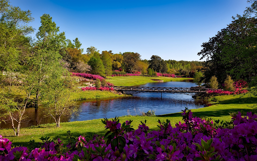 Forest of blooming flowers  from Chrome web store to be run with OffiDocs Chromium online