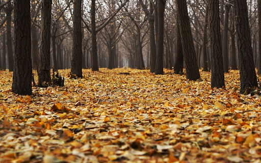 Forest of fallen leaves  from Chrome web store to be run with OffiDocs Chromium online