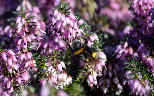 Forest of Flowers and Big Bees  from Chrome web store to be run with OffiDocs Chromium online