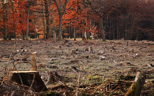Forest regeneration  from Chrome web store to be run with OffiDocs Chromium online