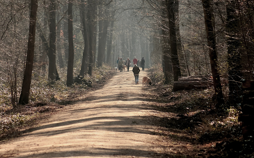 Forest Road  from Chrome web store to be run with OffiDocs Chromium online