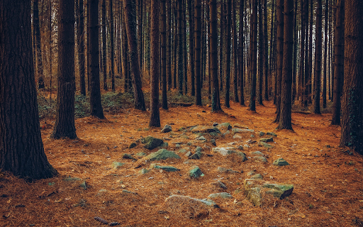 Forests and rocky grounds  from Chrome web store to be run with OffiDocs Chromium online