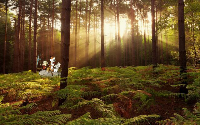 Forest Sherwood Forest Sunlight Desktop Wallp dari toko web Chrome untuk dijalankan dengan OffiDocs Chromium online