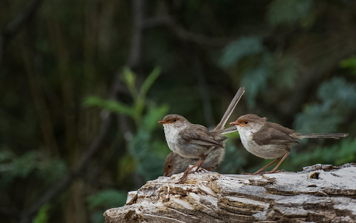 Forest Songbirds  from Chrome web store to be run with OffiDocs Chromium online