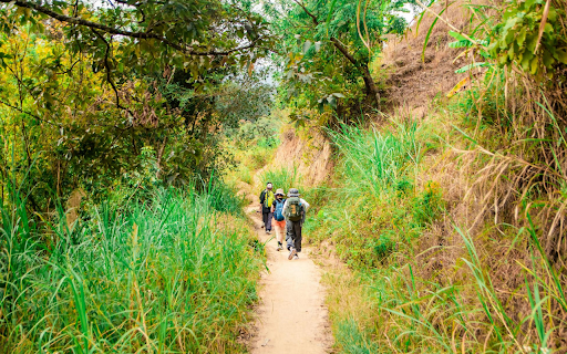 Forest Trail  from Chrome web store to be run with OffiDocs Chromium online