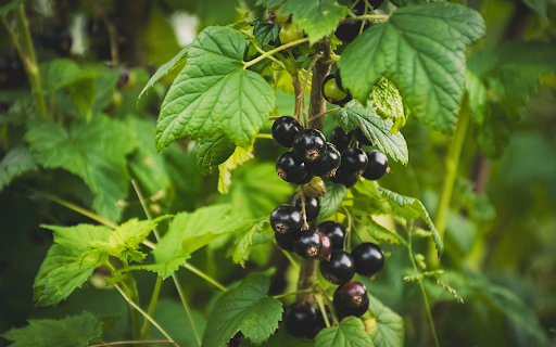 Forest trees and berries  from Chrome web store to be run with OffiDocs Chromium online