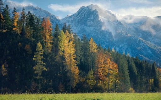 FOREST TREES THEME  from Chrome web store to be run with OffiDocs Chromium online