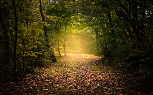 Forest View  from Chrome web store to be run with OffiDocs Chromium online