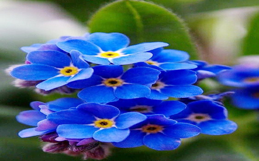 Forget me not flower wallpaper  from Chrome web store to be run with OffiDocs Chromium online