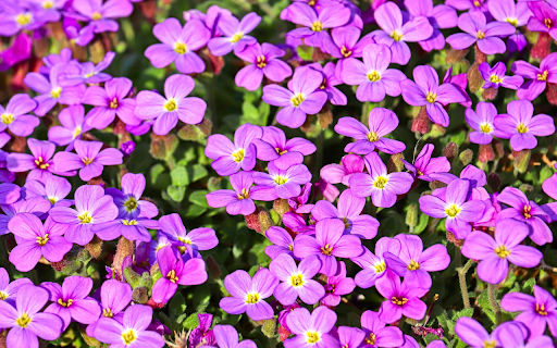 Four petaled purple flowers  from Chrome web store to be run with OffiDocs Chromium online Four petaled purple flowers  from Chrome web store to be run with OffiDocs Chromium online