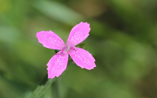 Four petal flower  from Chrome web store to be run with OffiDocs Chromium online