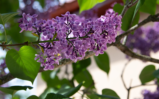 Four petal purple flower branch  from Chrome web store to be run with OffiDocs Chromium online