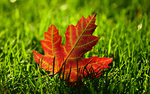 Four sided red leaves  from Chrome web store to be run with OffiDocs Chromium online