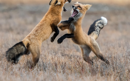 Foxes Sparring  from Chrome web store to be run with OffiDocs Chromium online