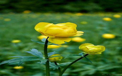 Foxglove Wallpaper  from Chrome web store to be run with OffiDocs Chromium online