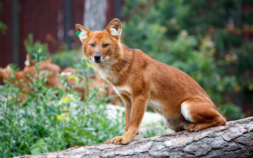 Fox in the Forest  from Chrome web store to be run with OffiDocs Chromium online