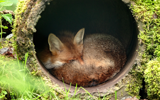 Fox in the sewer  from Chrome web store to be run with OffiDocs Chromium online