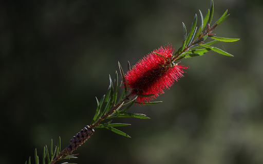 Foxtail red flowers  from Chrome web store to be run with OffiDocs Chromium online